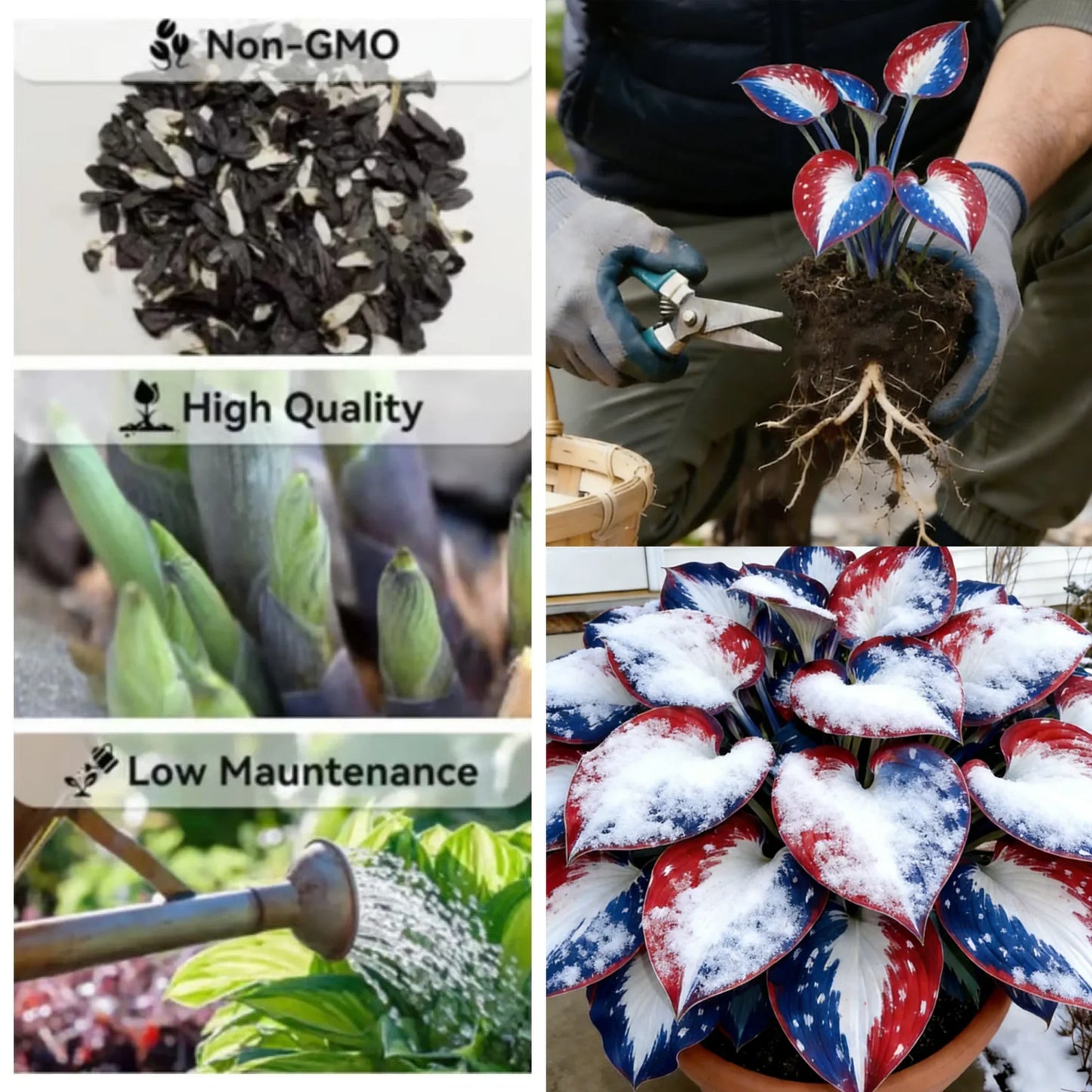 🌿Rare American Glory Hosta Bulbs
