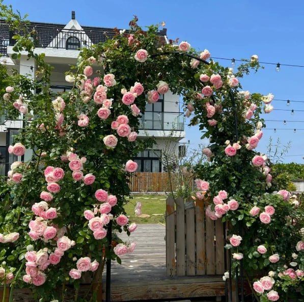 ๐น300 Pcs Rare Rose Flower Seeds