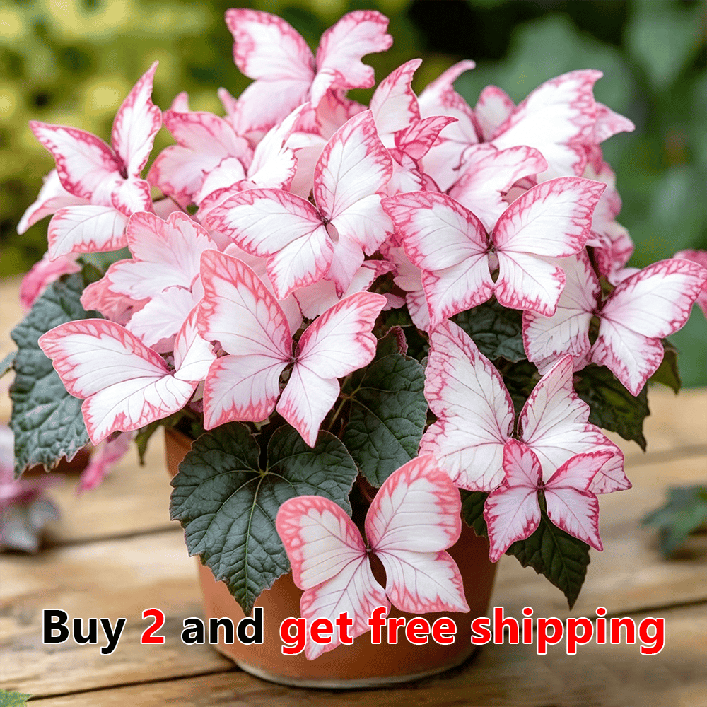 πΈ Moonlight Butterfly Flower Seeds