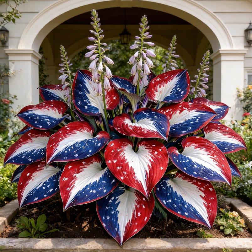 🌿Rare American Glory Hosta Bulbs