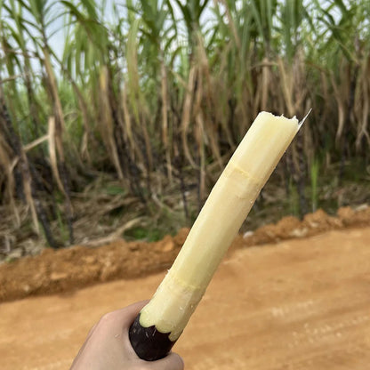 🌱 Grow Your Own Sugarcane – High Germination Seeds