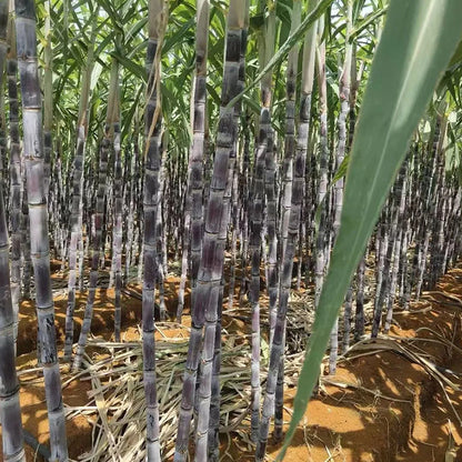 🌱 Grow Your Own Sugarcane – High Germination Seeds