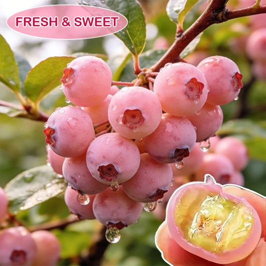 💟Premium Pink Blueberry Seeds