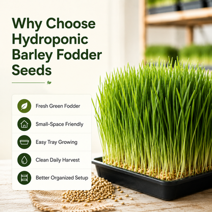 Hydroponic Barley Fodder Seeds for Fresh Green Feed
