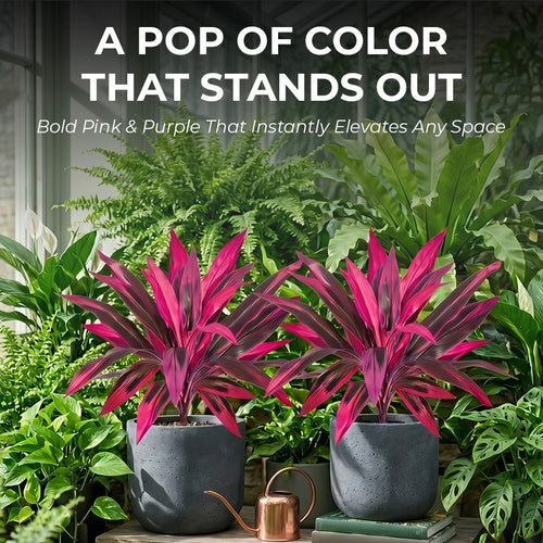 2Pcs Artificial Boston Fern & Dragon's Blood Tree Plants