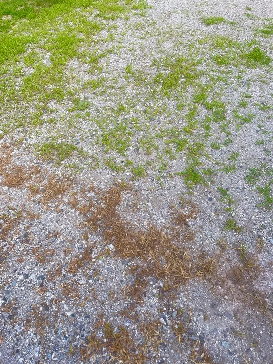 Targeted weed treatment for everyday outdoor yard care