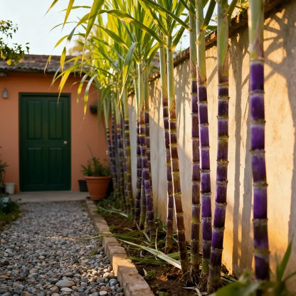 🌱 Grow Your Own Sugarcane – High Germination Seeds