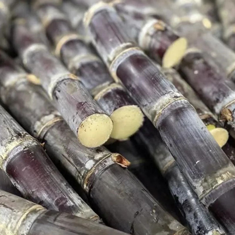 🌱 Grow Your Own Sugarcane – High Germination Seeds