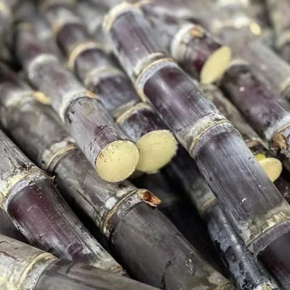 🌱 Grow Your Own Sugarcane – High Germination Seeds