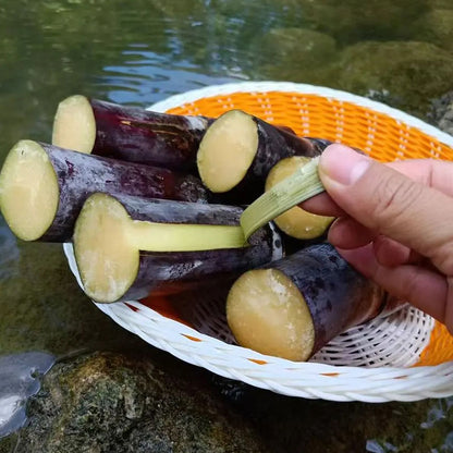 🌱 Grow Your Own Sugarcane – High Germination Seeds