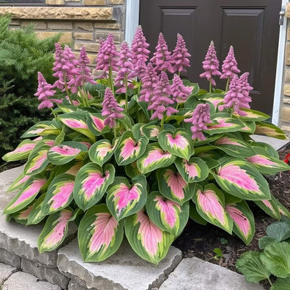 🔥Premium Rare Hosta Seeds🌿Shade-Tolerant Plant